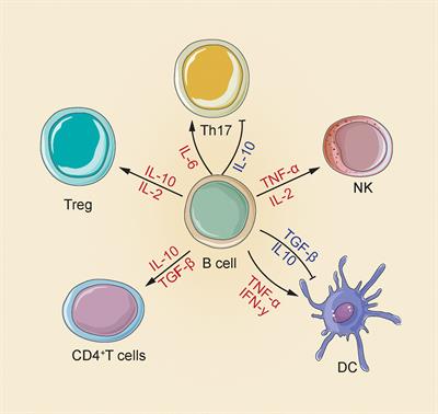 Current Perspectives on B Lymphocytes in the Immunobiology of Hepatocellular Carcinoma